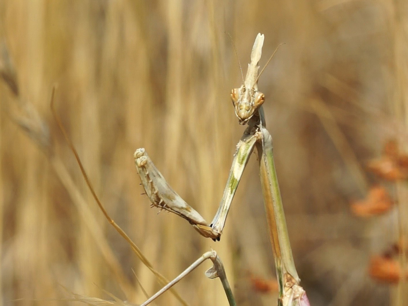 Empusa pennata